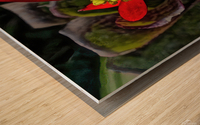 Euphorbia on Display Wood print