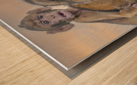  Barbary Macaques Monkey Impression sur bois