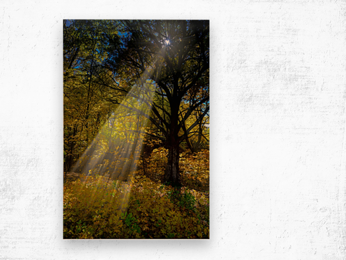 Forest Beams  Wood print