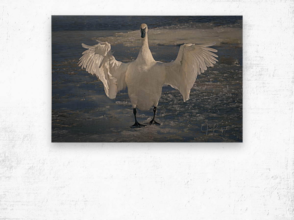 Embracing Swan Wood print