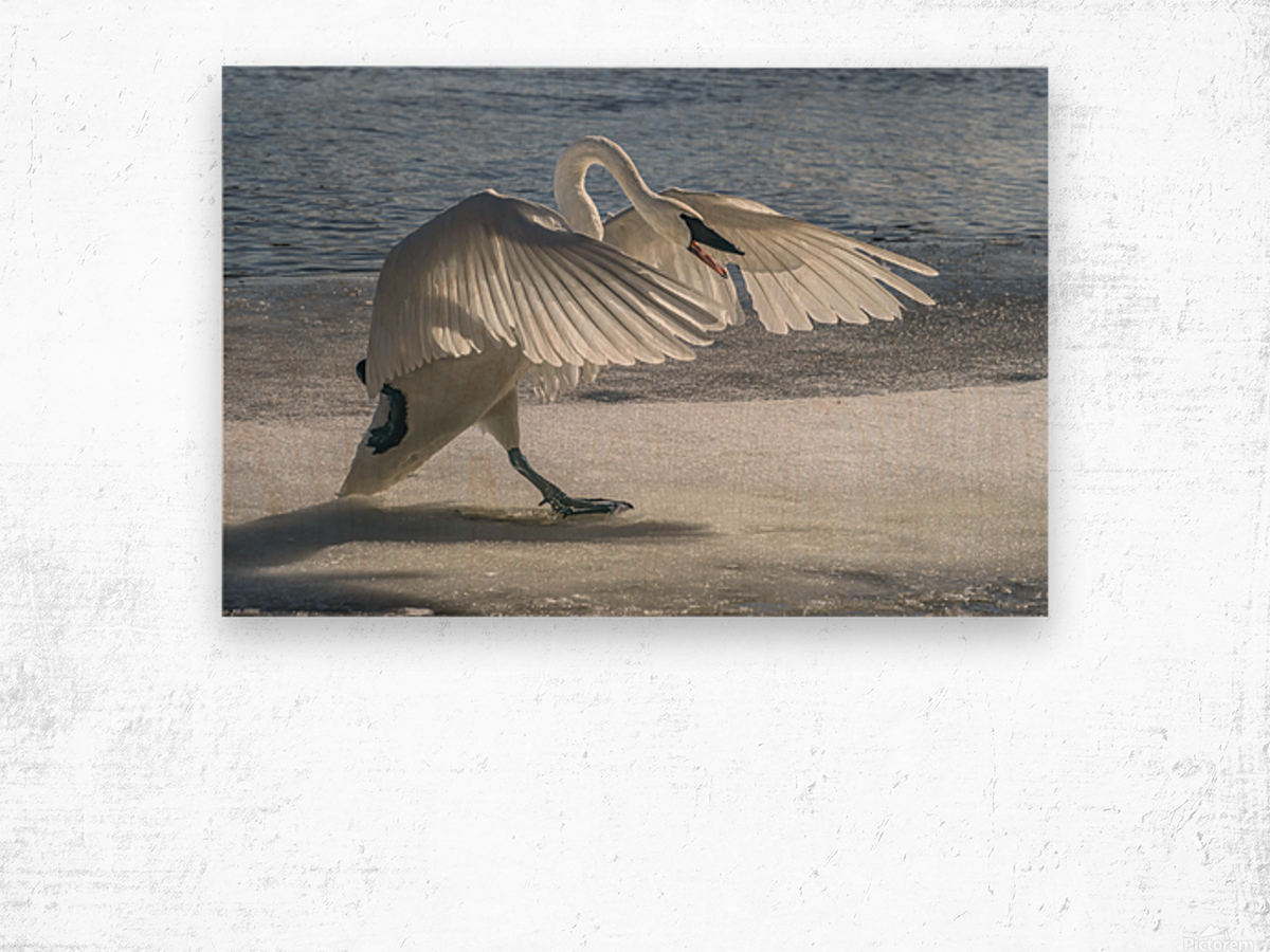 Swan on Guard Wood print