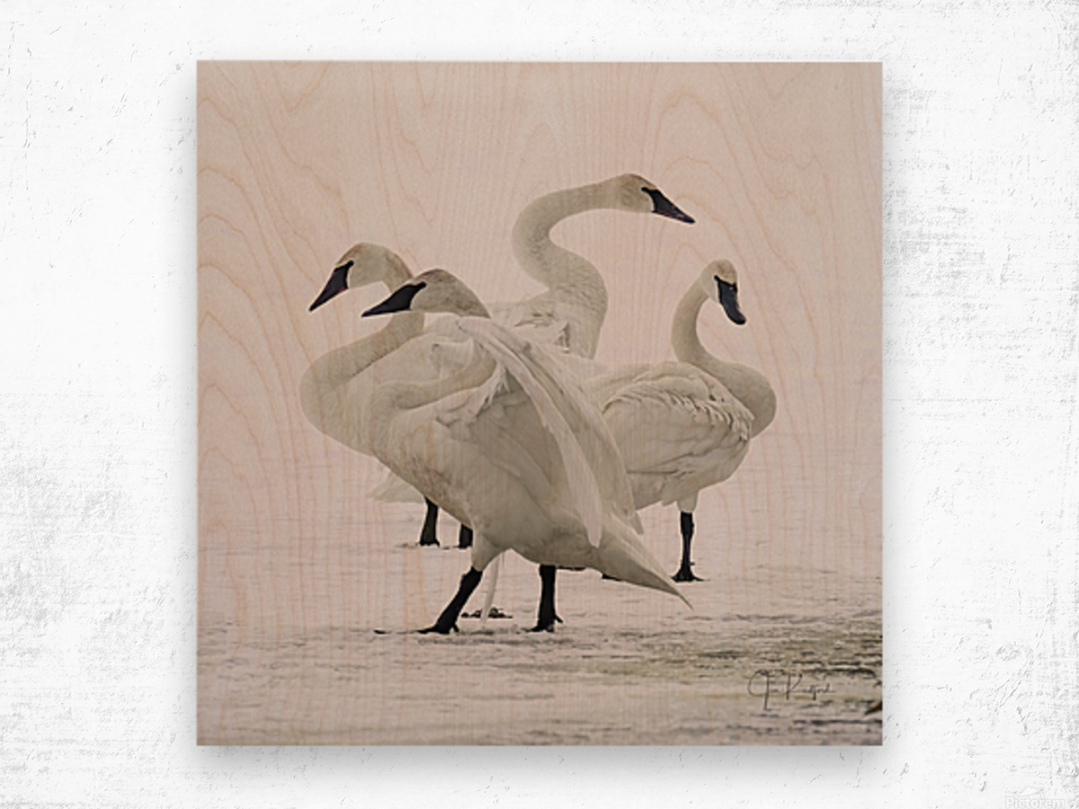 Swan group  Wood print