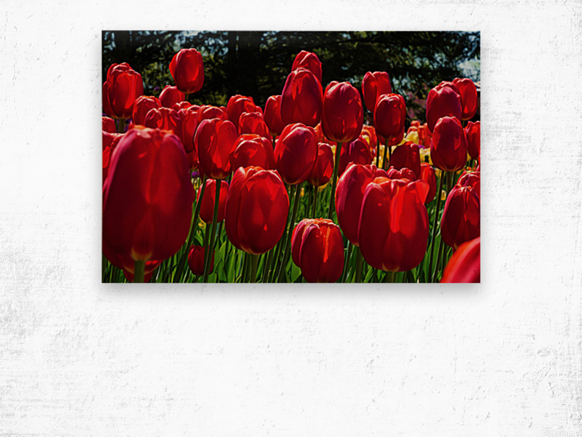 Red tulip parade  Wood print