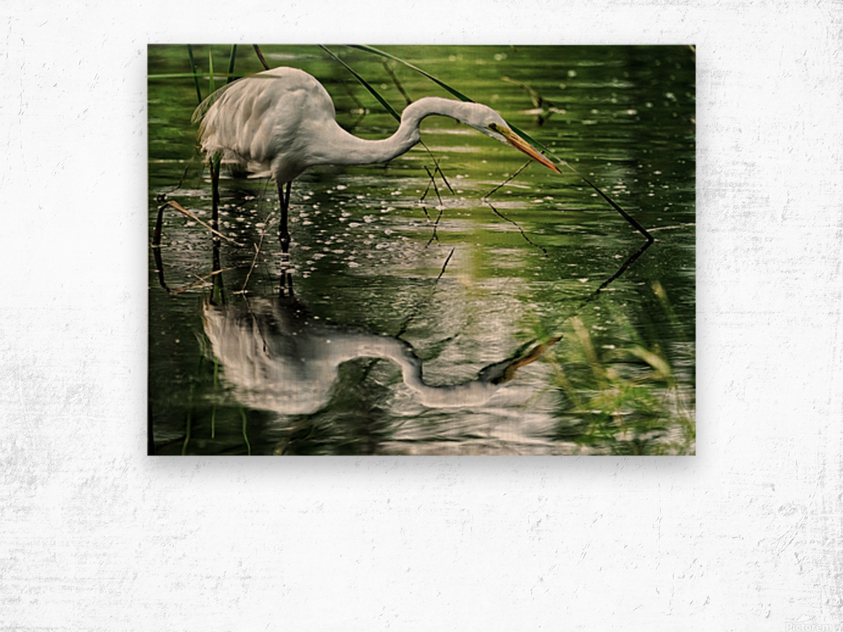 Feeding Egret Wood print