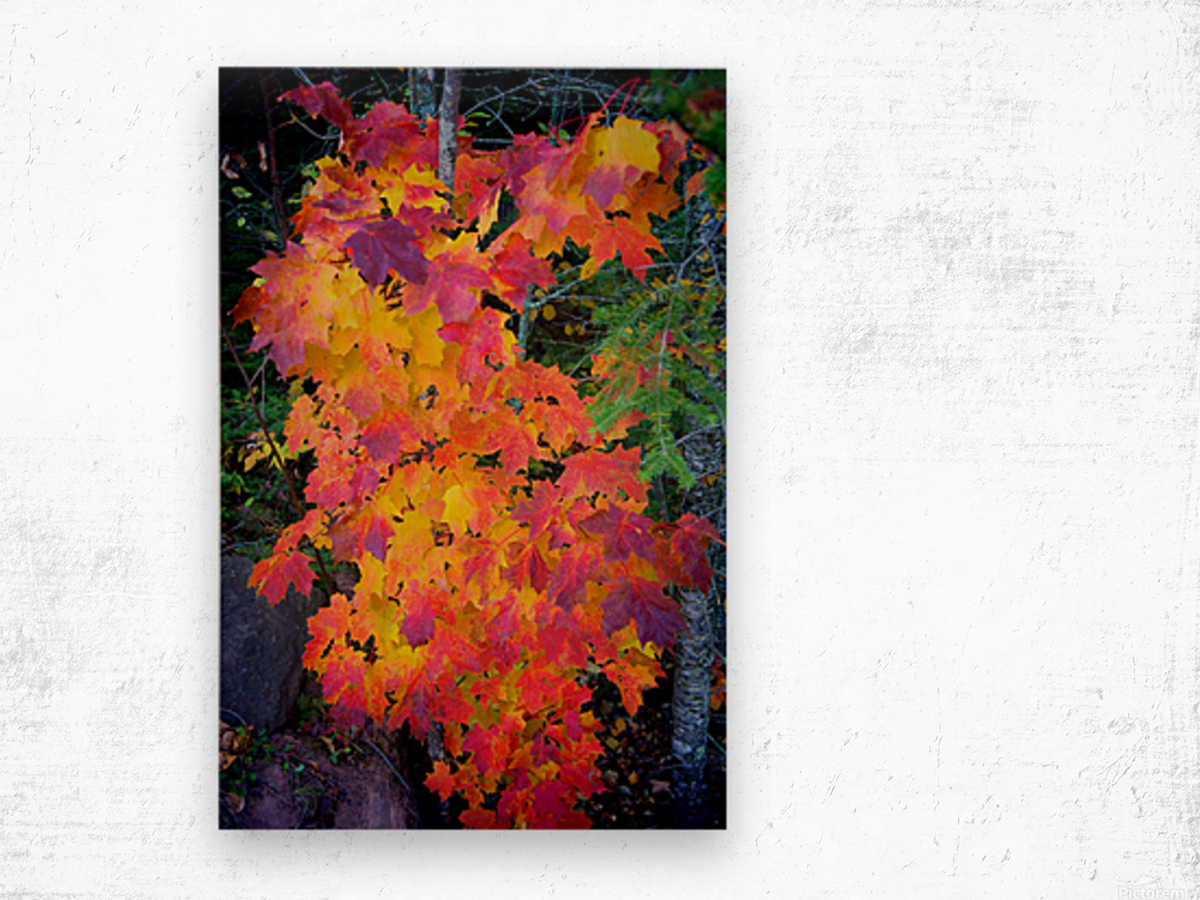 Complimentary Maple colors Wood print