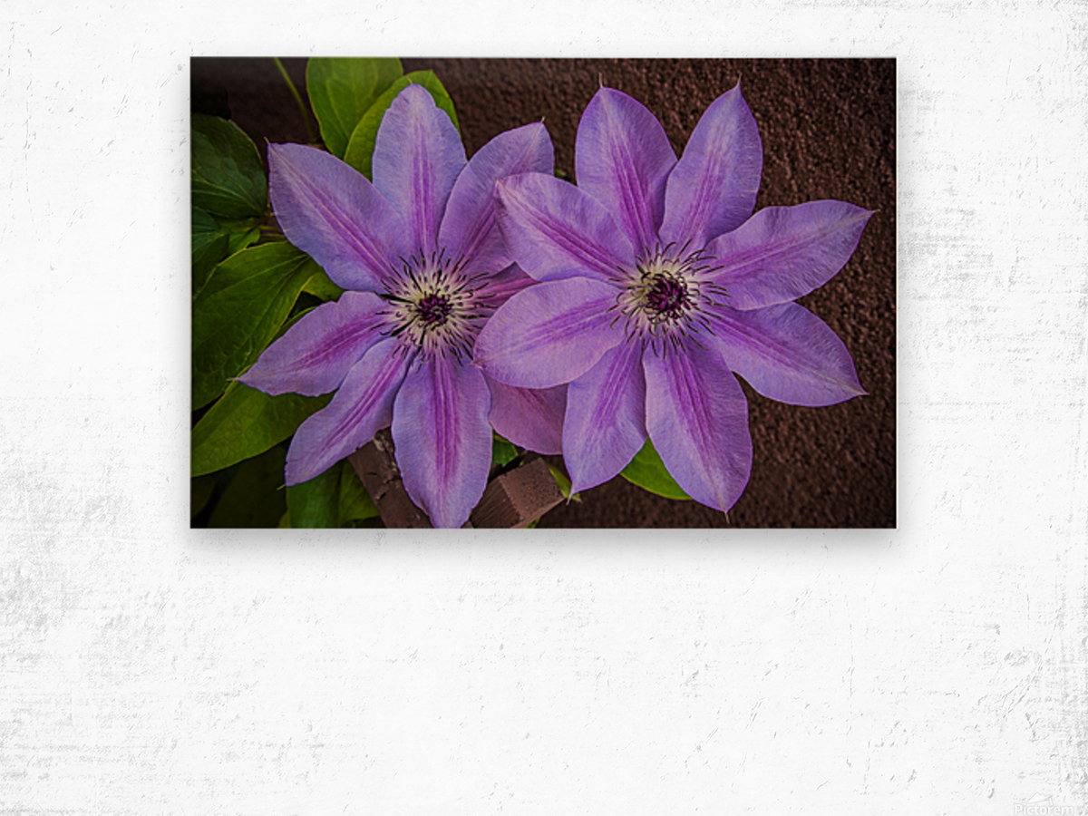 Clematis Flower Wood print