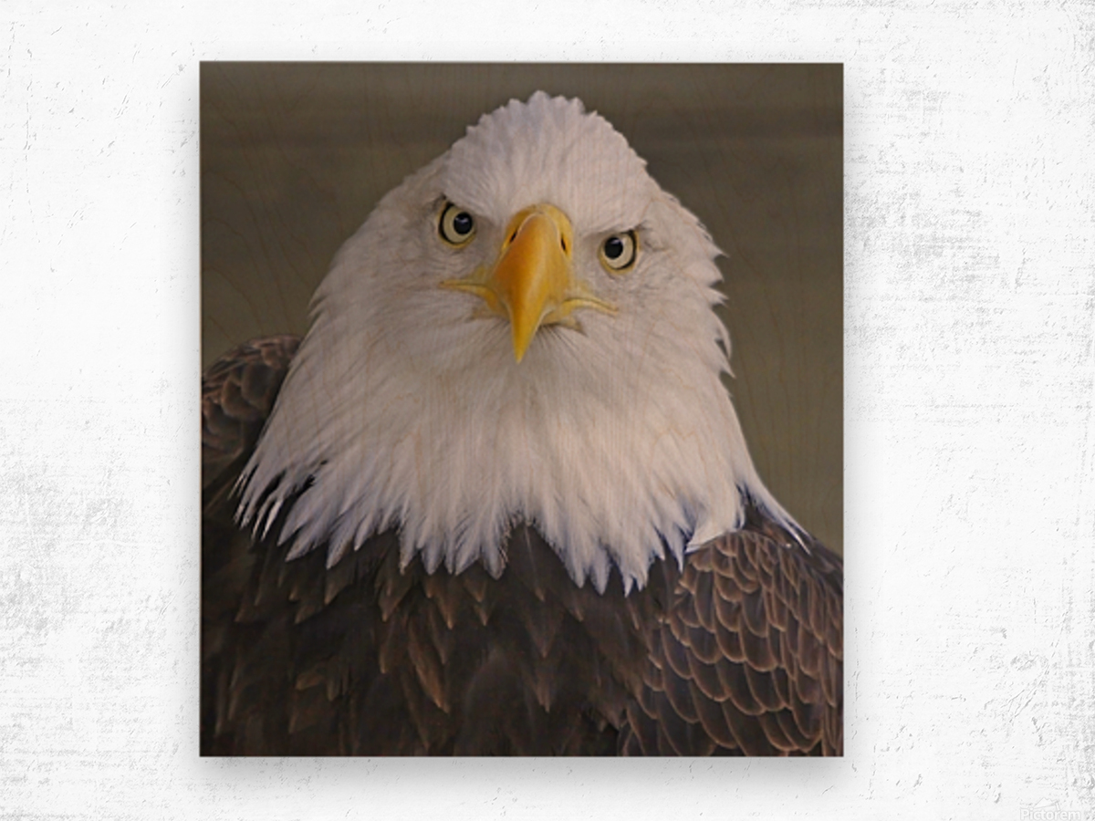 Bald eagle  Wood print
