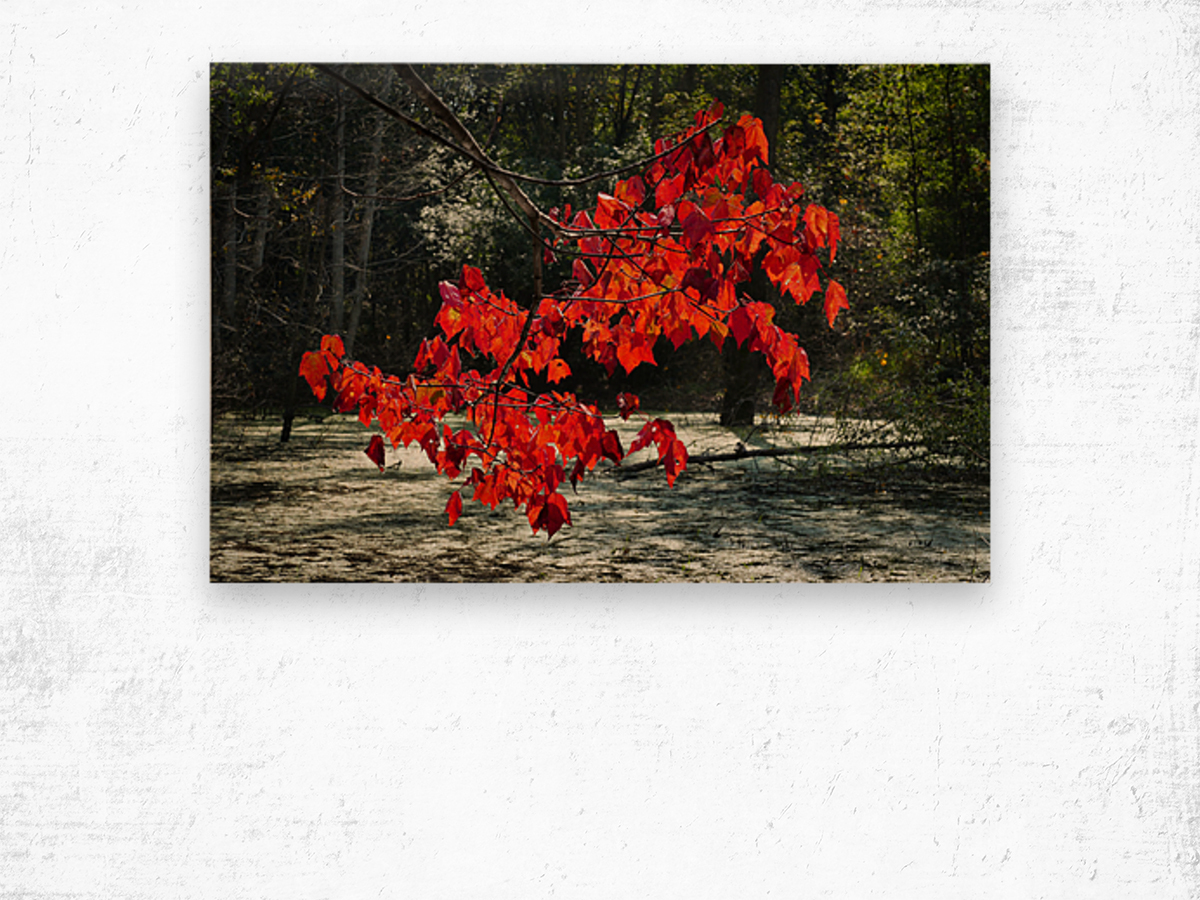   Fall Color in Lutsen Wood print