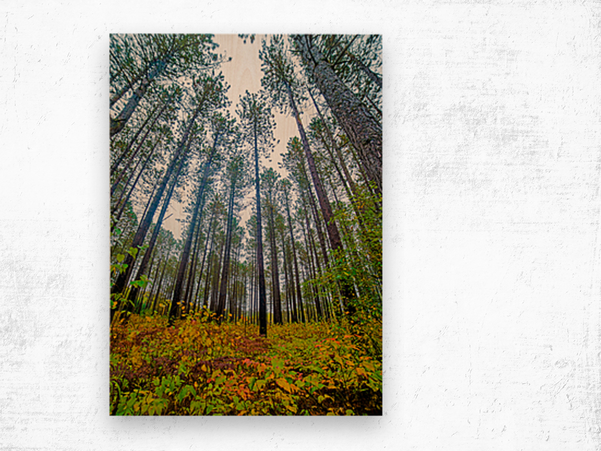 Sky high pines Wood print