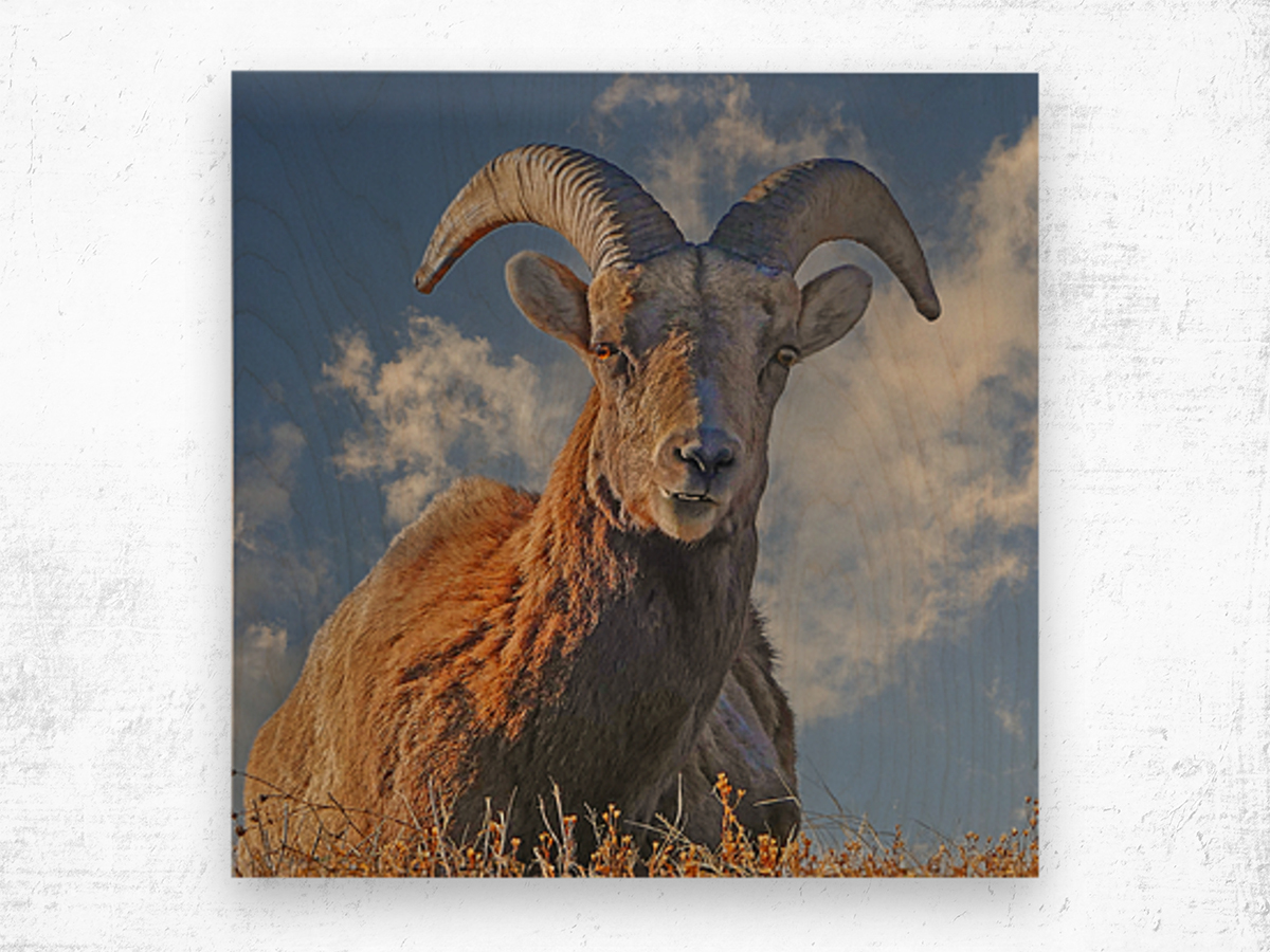 Bighorn Sheep grazing Wood print