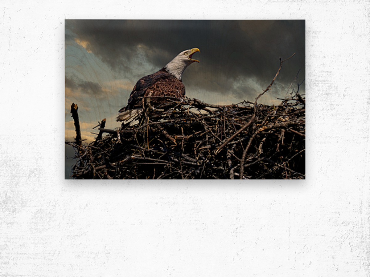 Eagle on nest Wood print