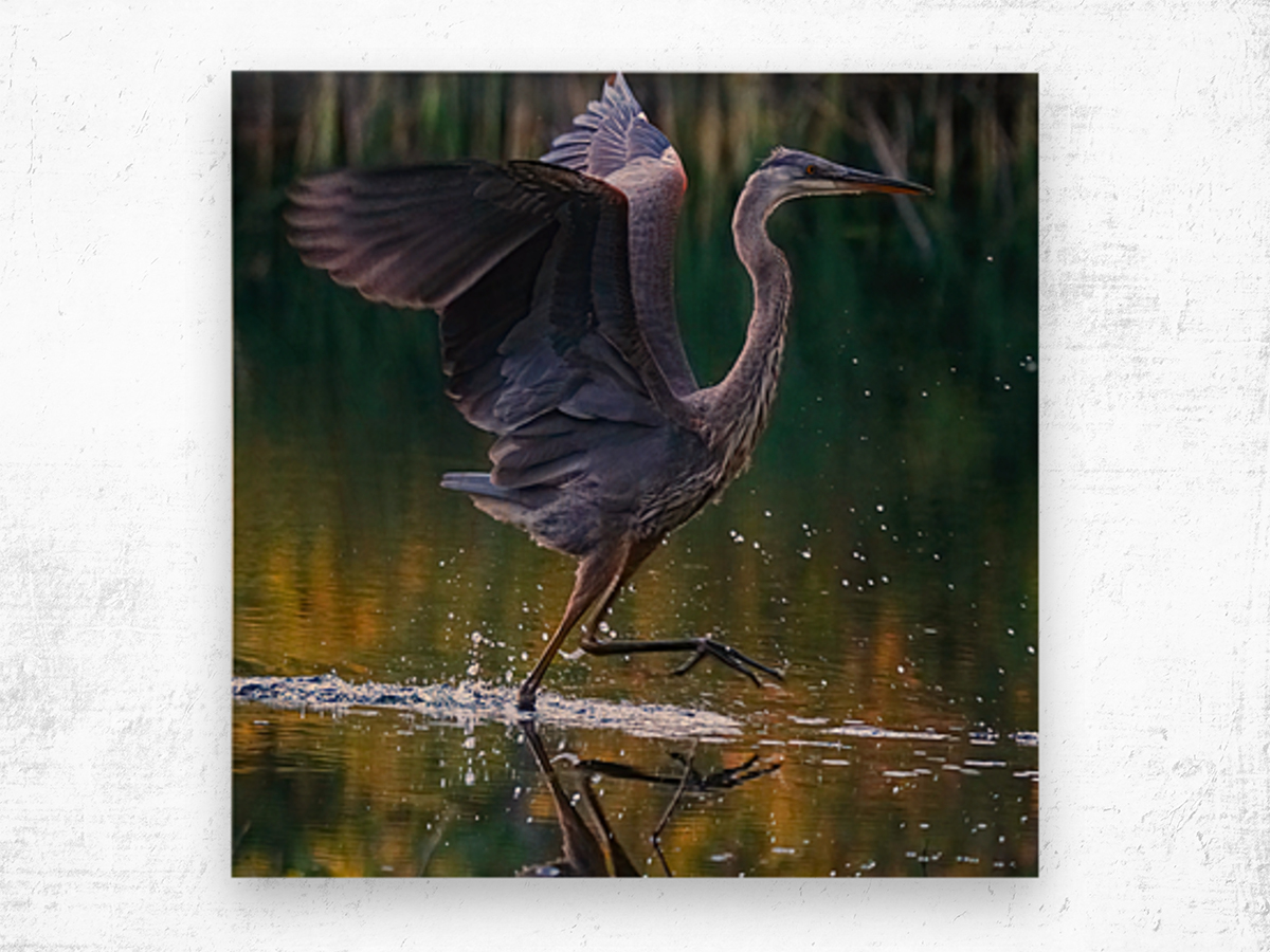 Blue heron Wood print